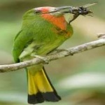 image of red_bearded_bee_eater