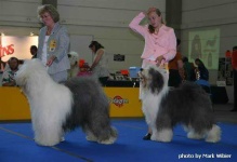 image of old_english_sheepdog