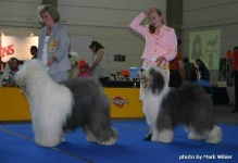 image of old_english_sheepdog #1