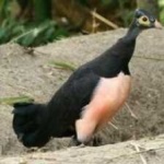 image of bird