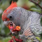 image of bird
