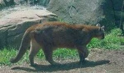 image of cougar_body