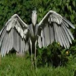 image of bird