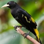 image of bird