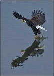 image of bald_eagle