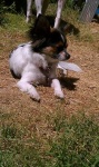 image of papillon