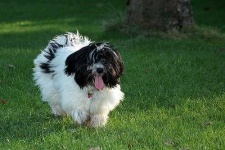 image of tibetan_terrier #11