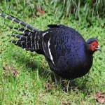 image of bird