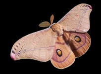 image of moth #41
