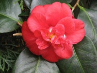 image of flower