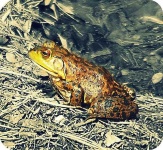 image of bullfrog