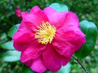 image of flower