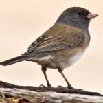 image of bird