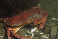 image of rock_crab