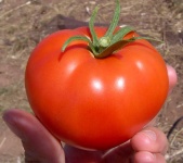 image of tomato #22