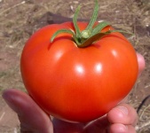 image of fruit_and_vegetable