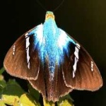 image of animal