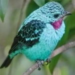 image of bird