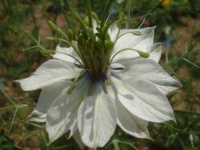 image of flower