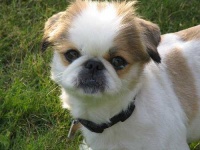 image of pekinese