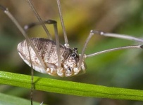 image of harvestman
