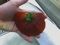 image of strawberry