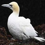 image of bird