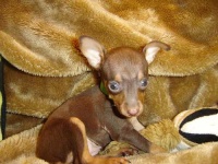image of miniature_pinscher