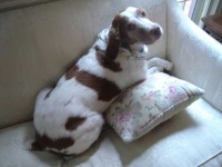 image of brittany_spaniel