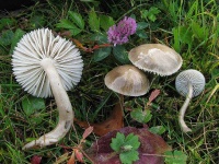 image of mushrooms