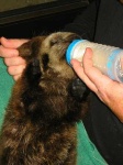 image of otter