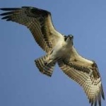 image of bird