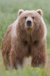 image of animal