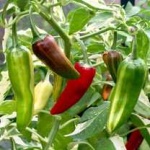 image of chilli #26