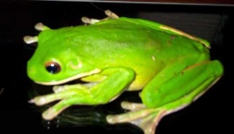 image of tree_frog #4