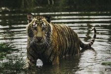 image of animal