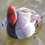 image of bird