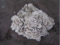 image of hen_of_the_woods