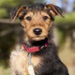 image of airedale