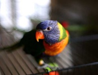 image of lorikeet