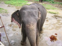 image of elephant