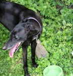 image of whippet