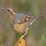 image of bird