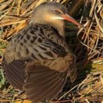 image of bird