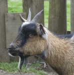 image of animal