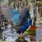 image of bird