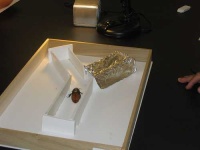 image of cockroach