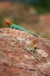 image of animal