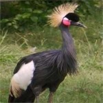 image of bird