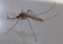 image of mosquito